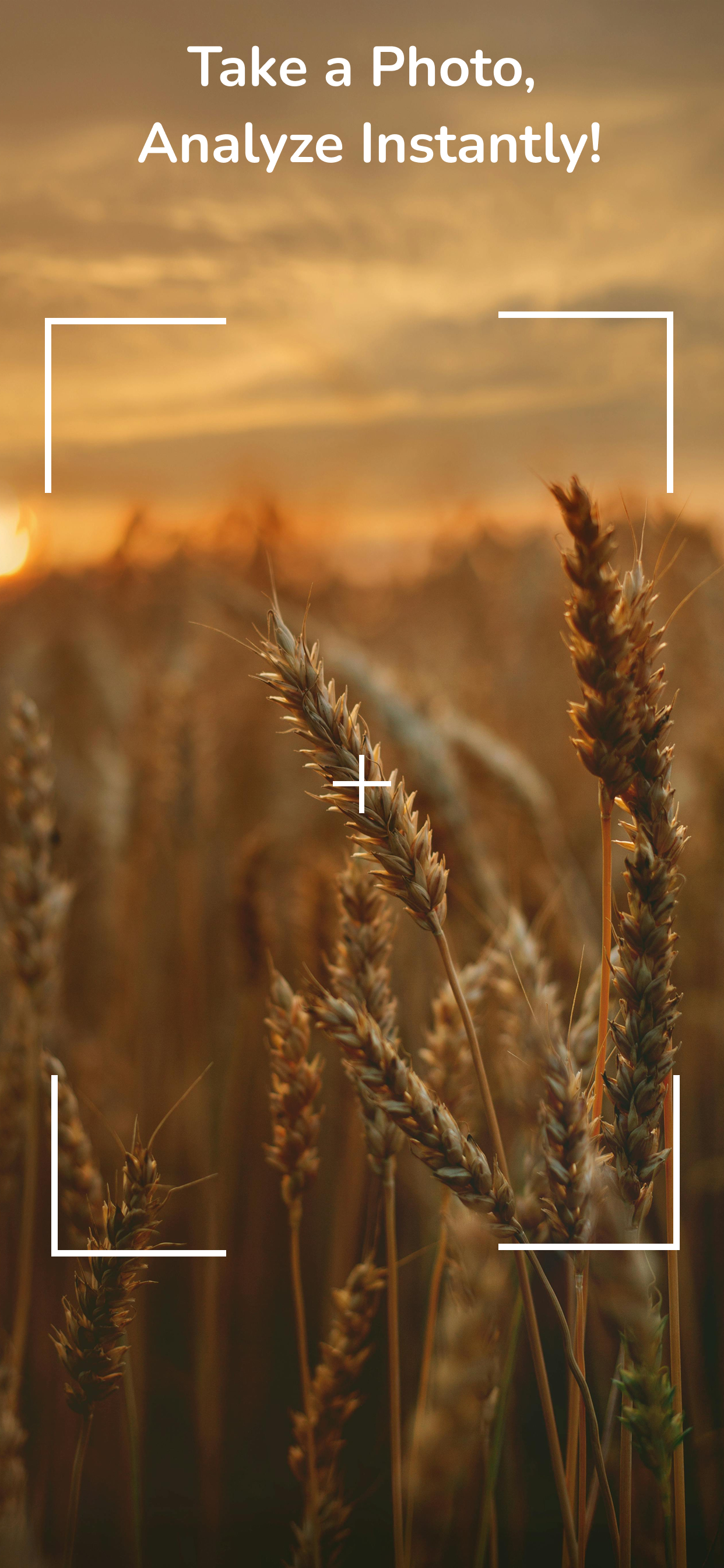 Tatarai AI plant recognition app screenshot